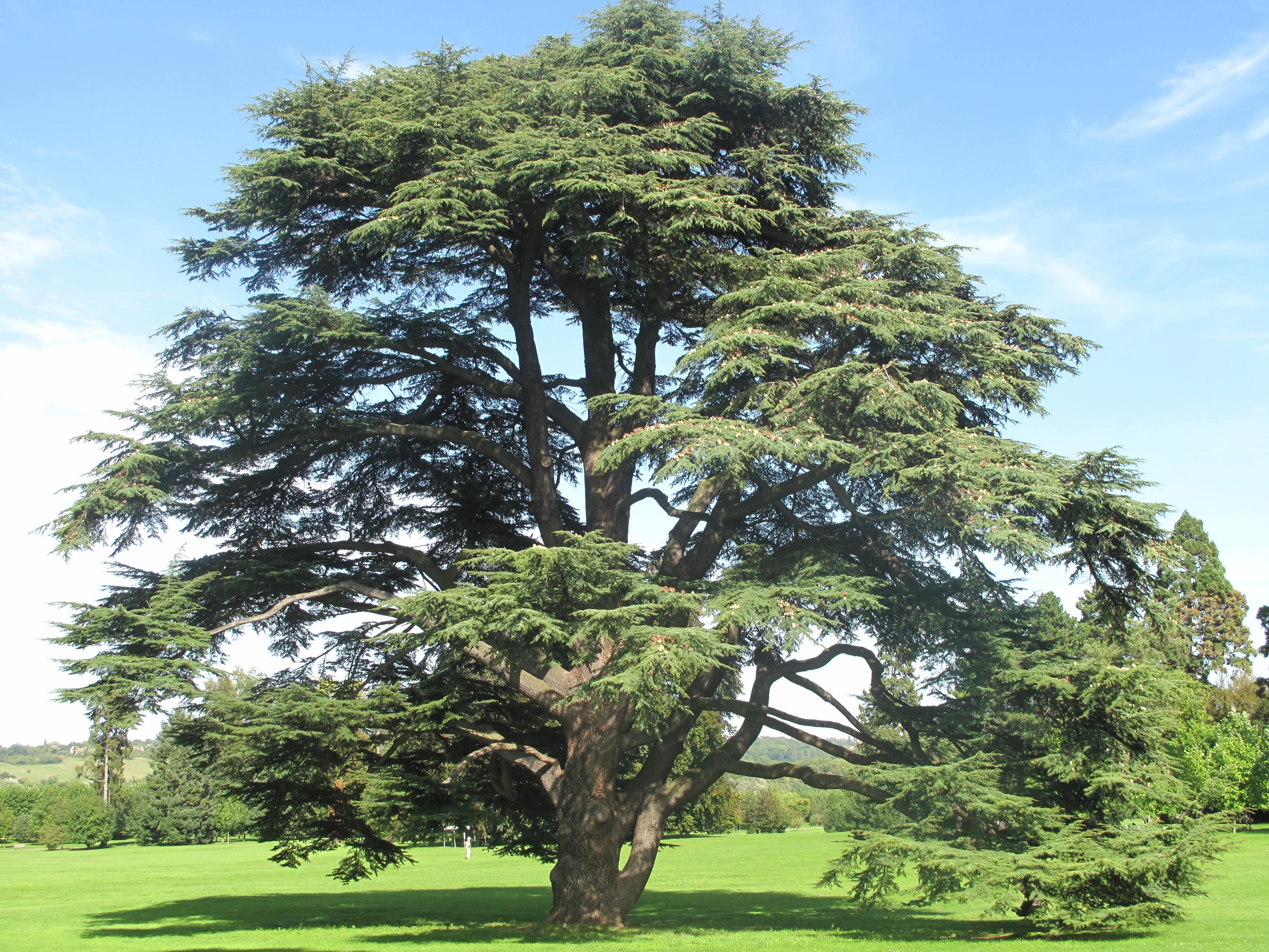 Фото кедра. Кедр атласский. Кедр атласский Cedrus Atlantica. Кедр ливанский Никитский Ботанический сад. Кедр ливанский Cedrus libani.