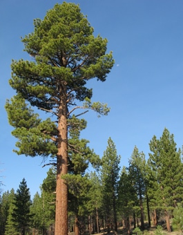 Tree Guide | OregonForests