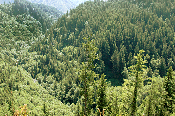 Image result for Oregon forests