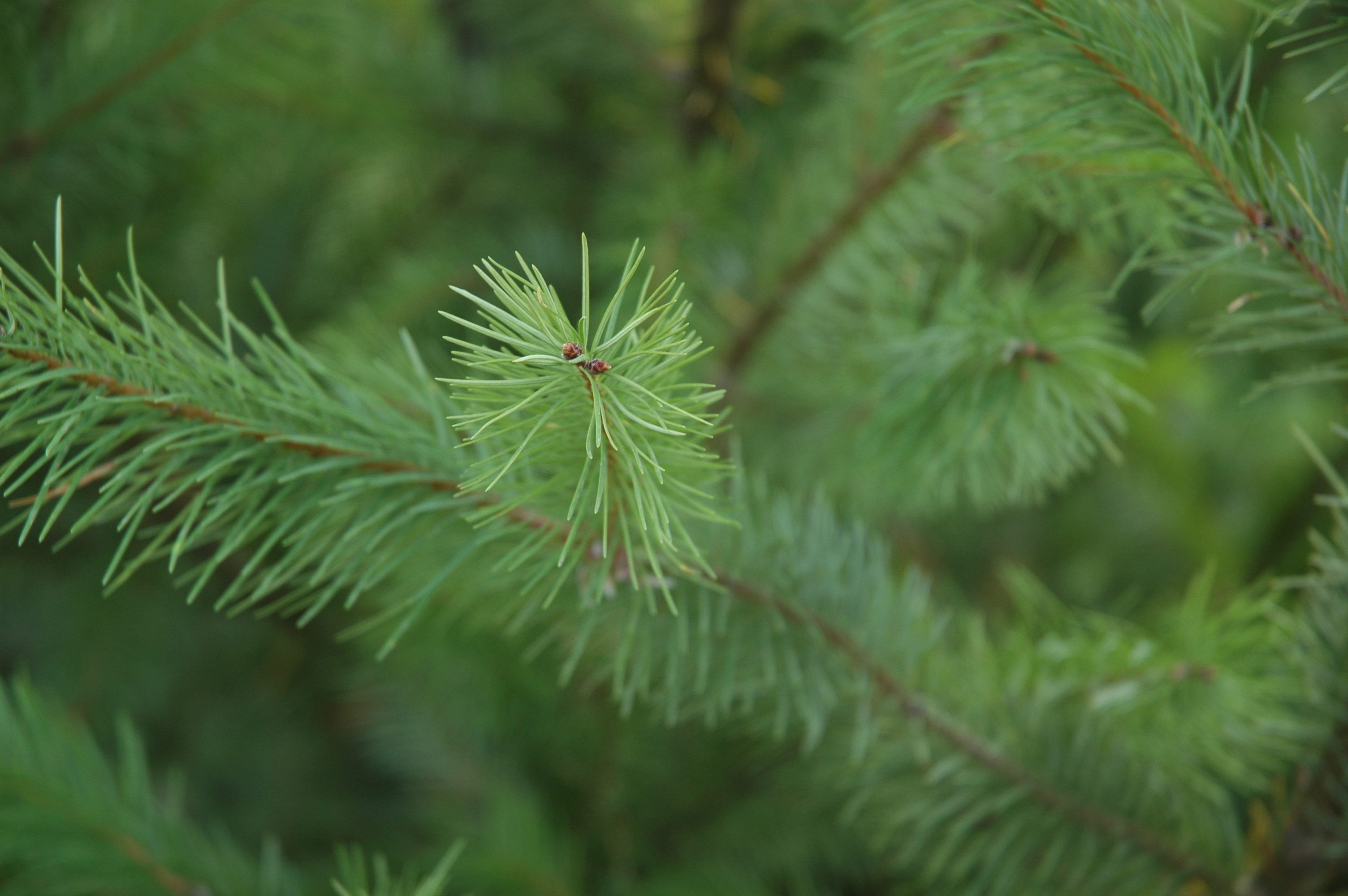 A green tree limb