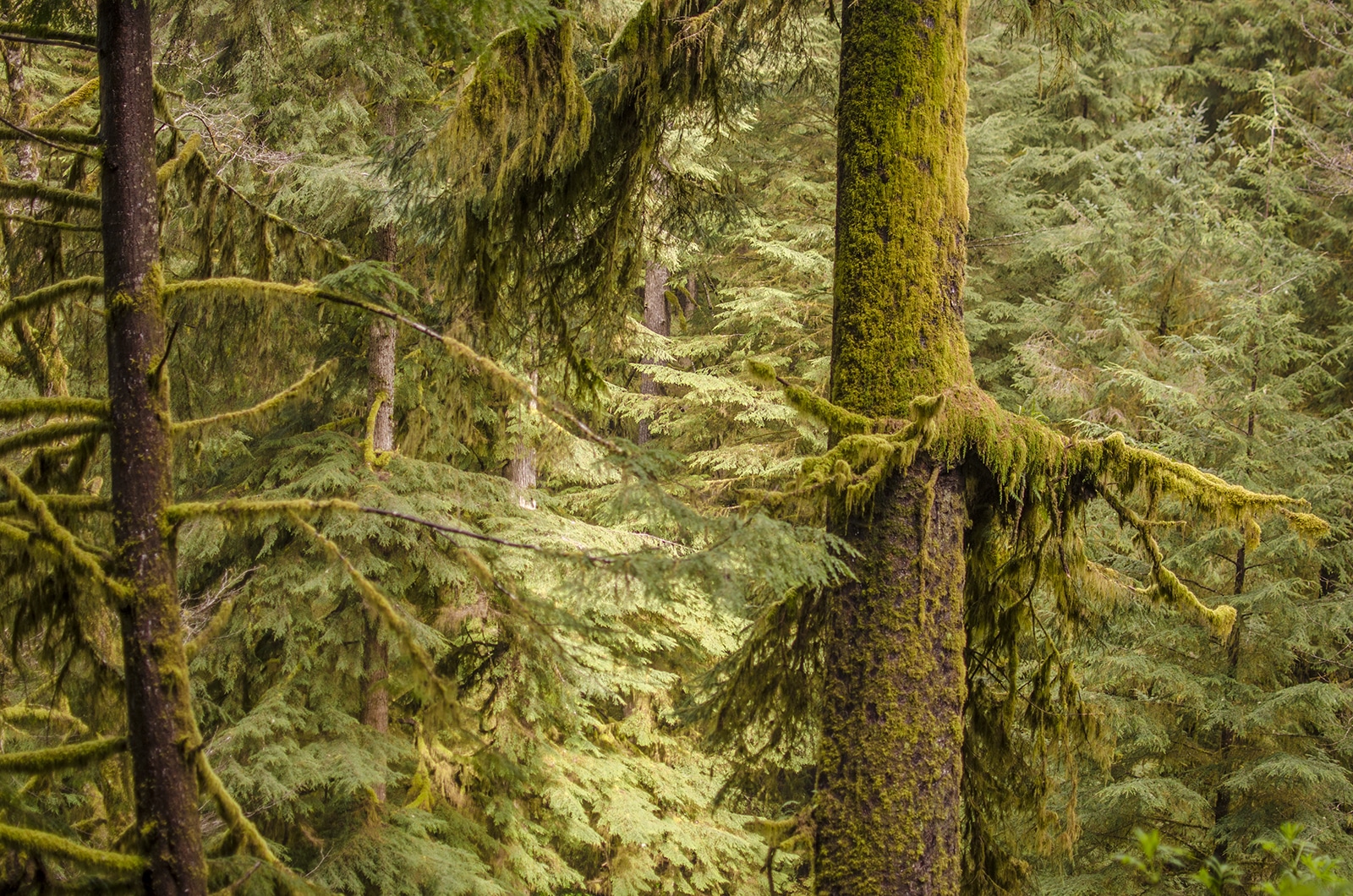 Old growth stand of trees