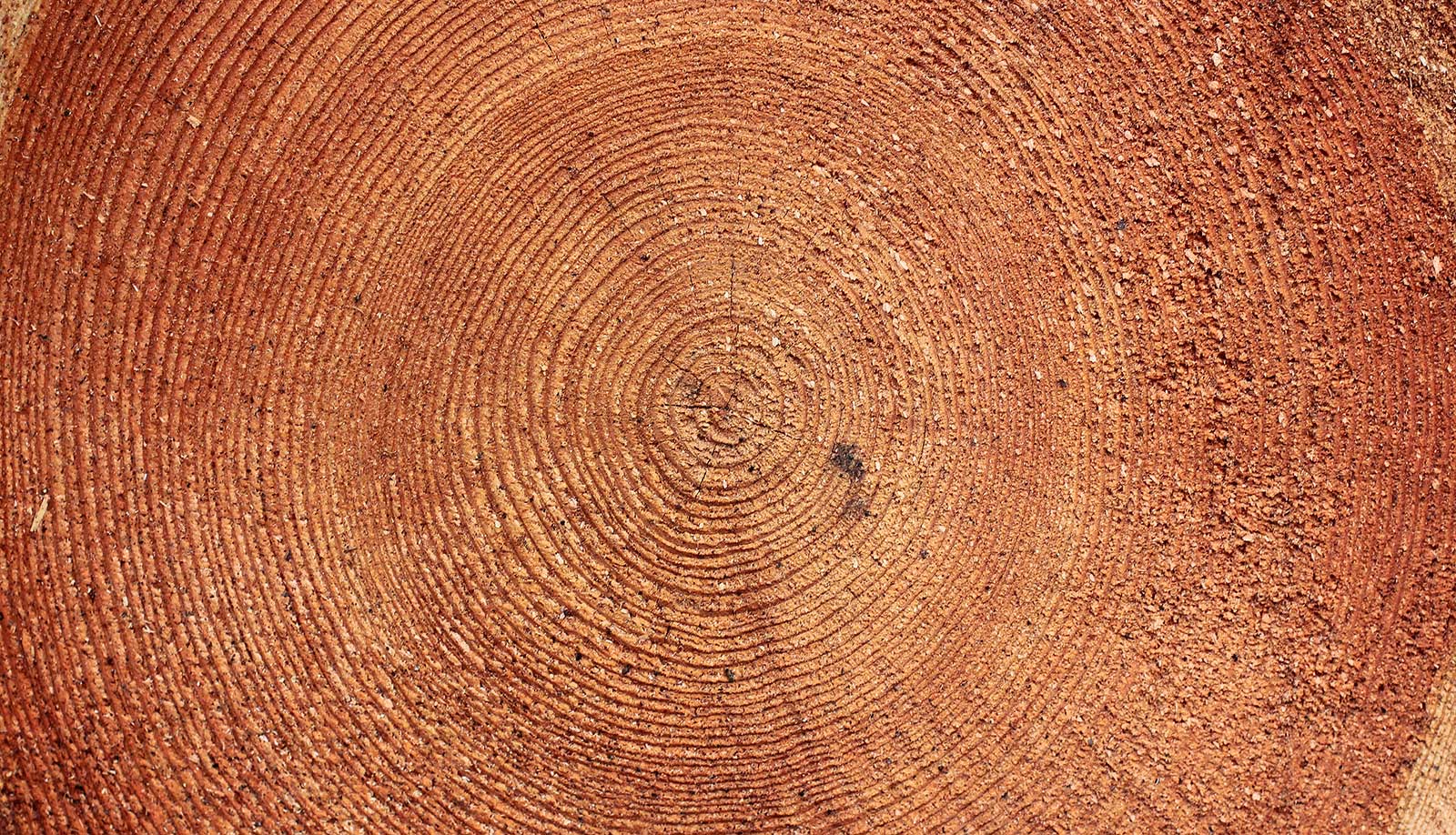 wood rings