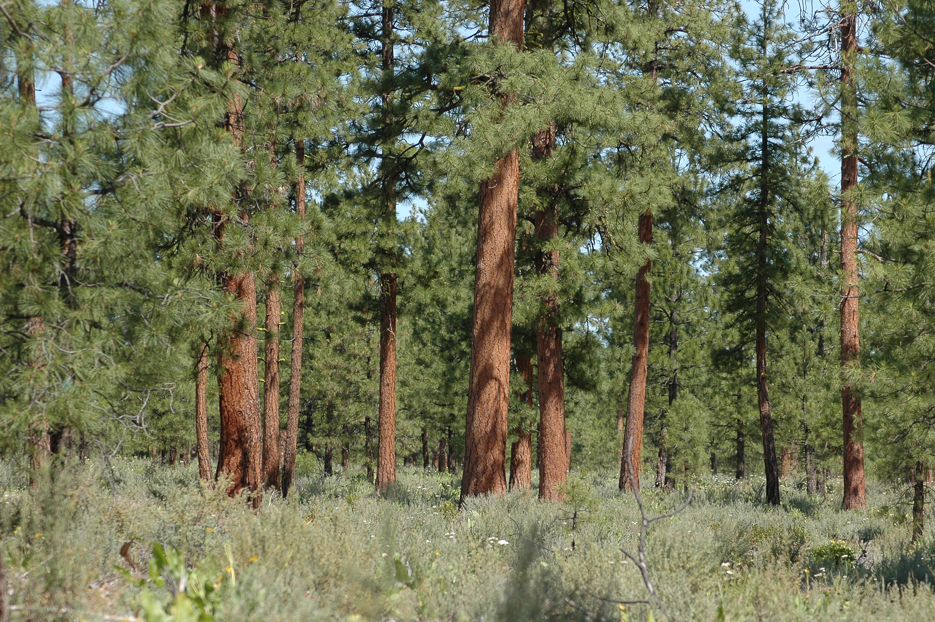 A forest with trees.