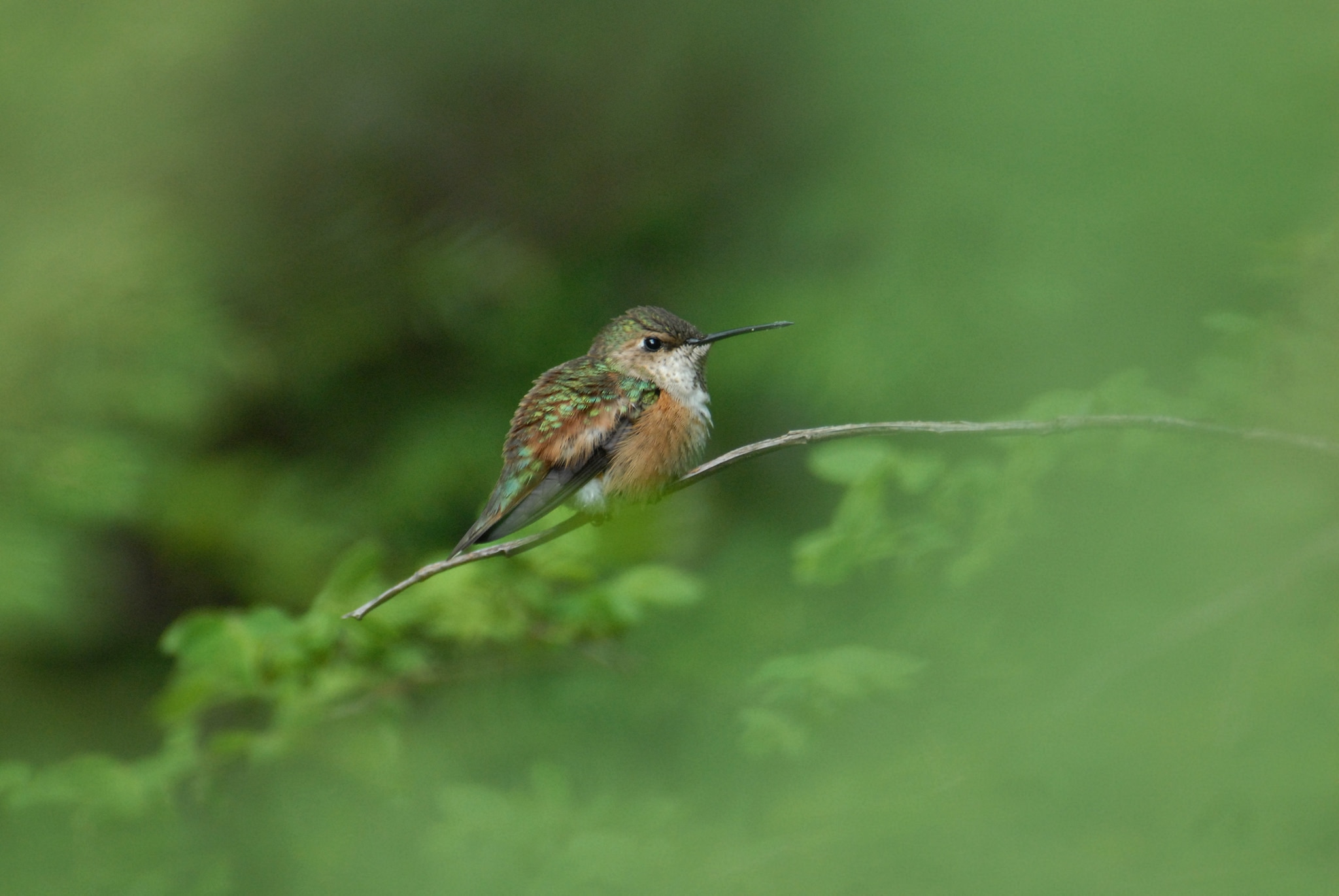 a bird in a tree