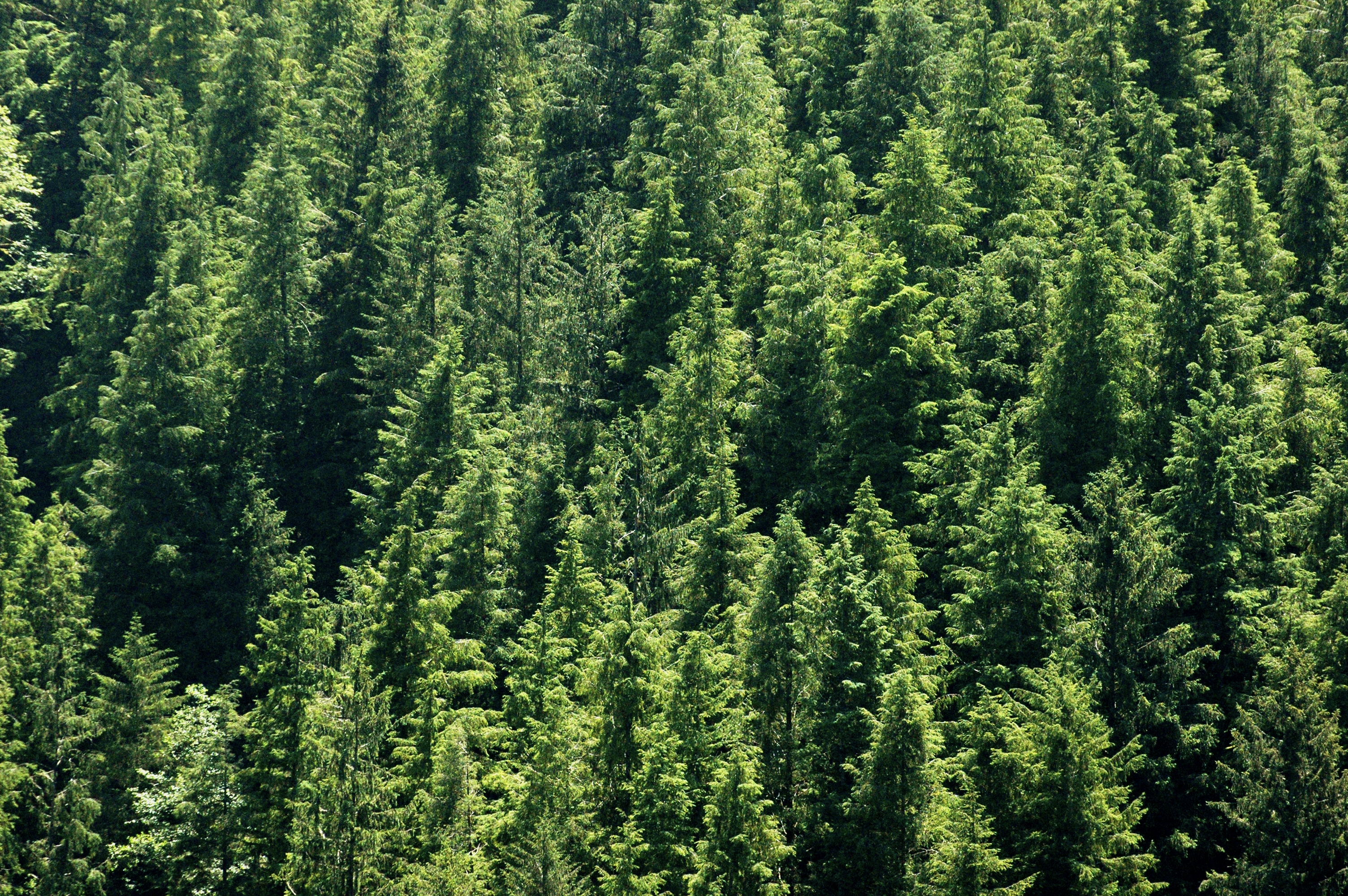 a forest