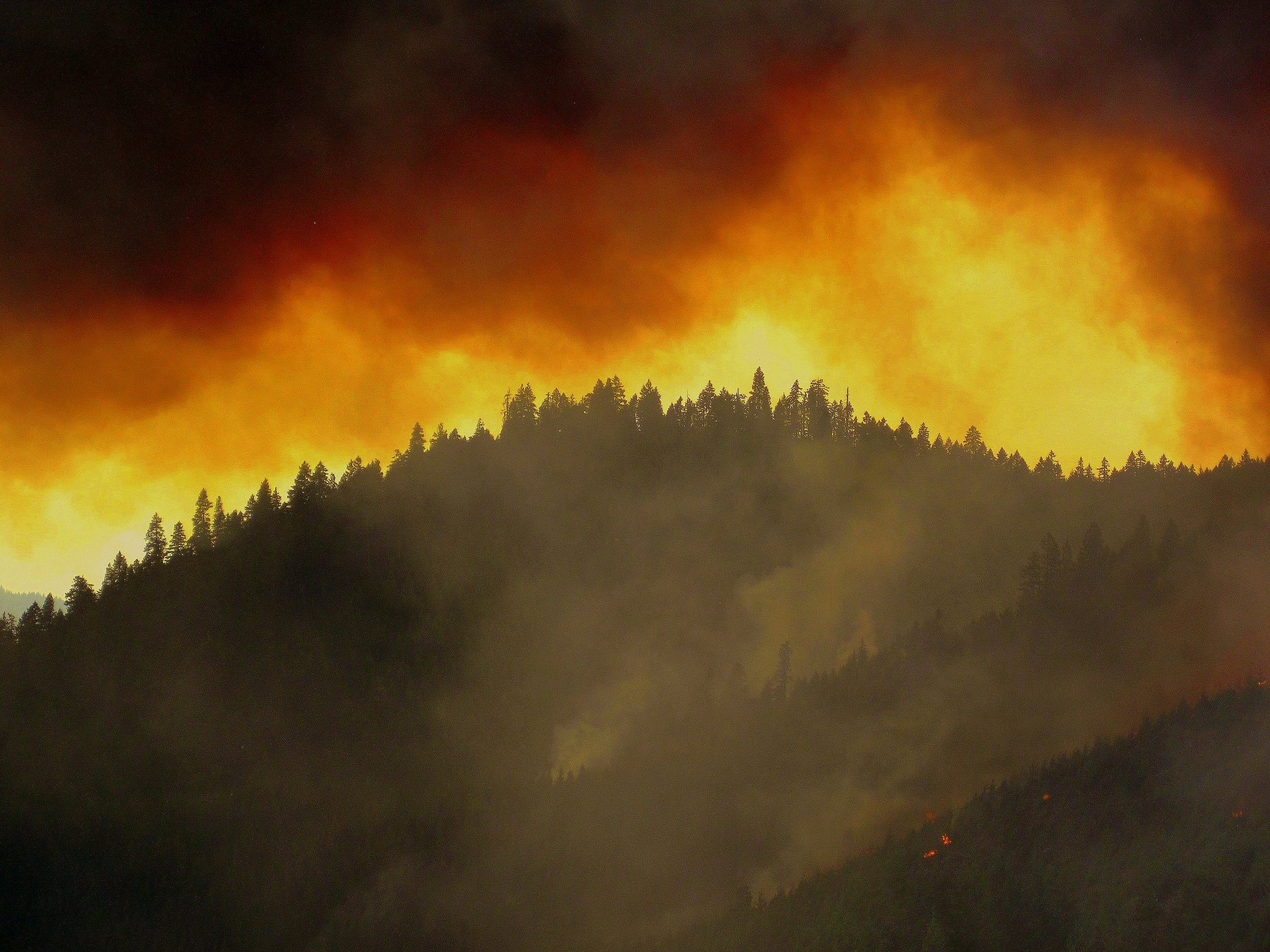 A forest on fire