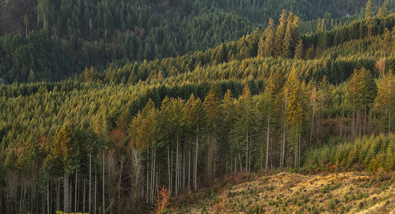 Trees on hill