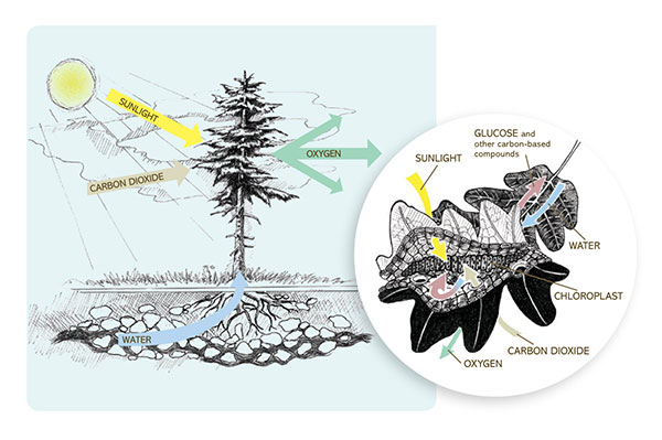 leaf diagram