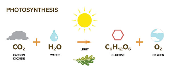 illustrated equation