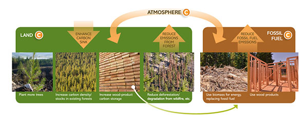 graphic of cycle