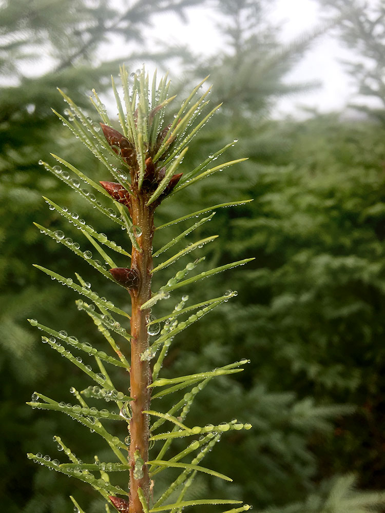 Dew Forest 