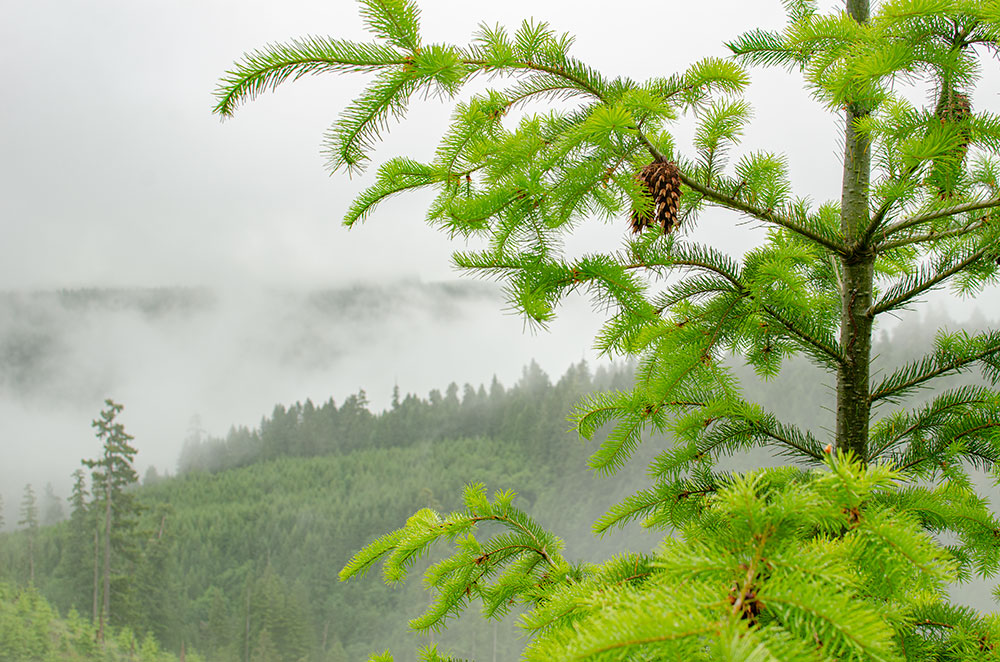 Foggy Cones