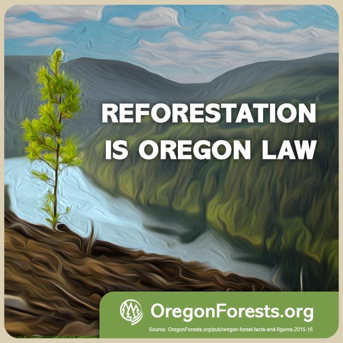 Meme Reforestation