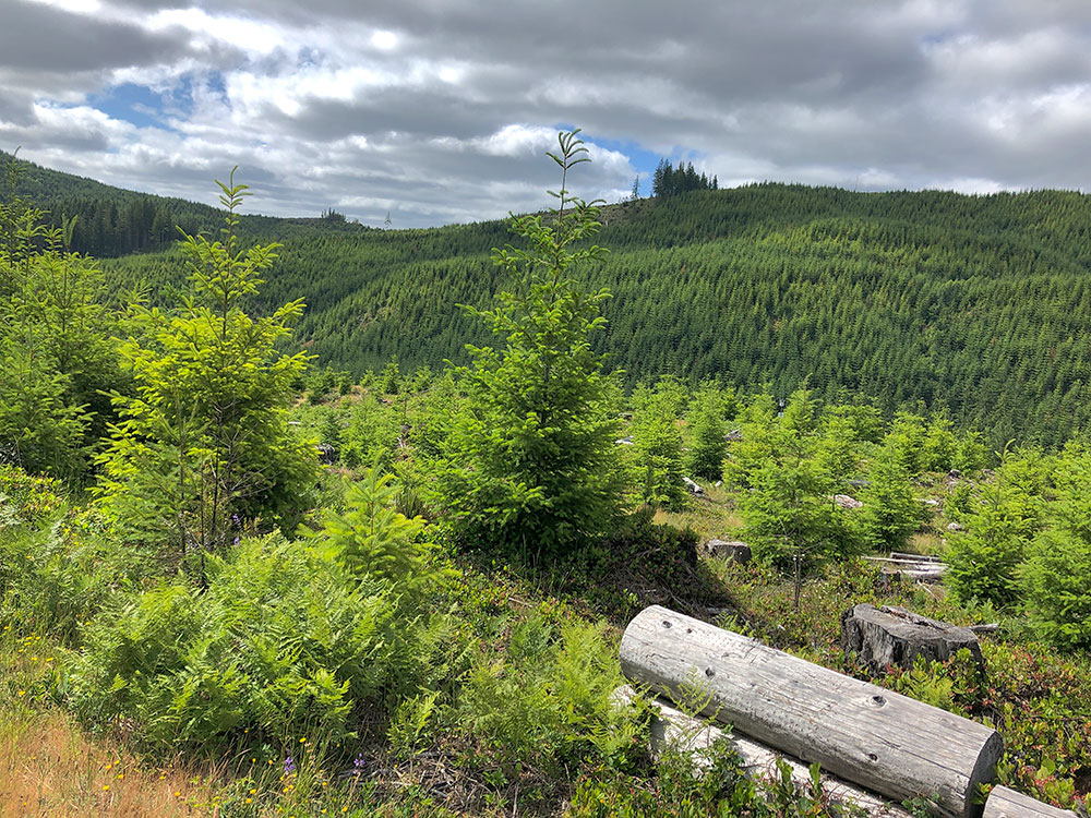 Next Forest