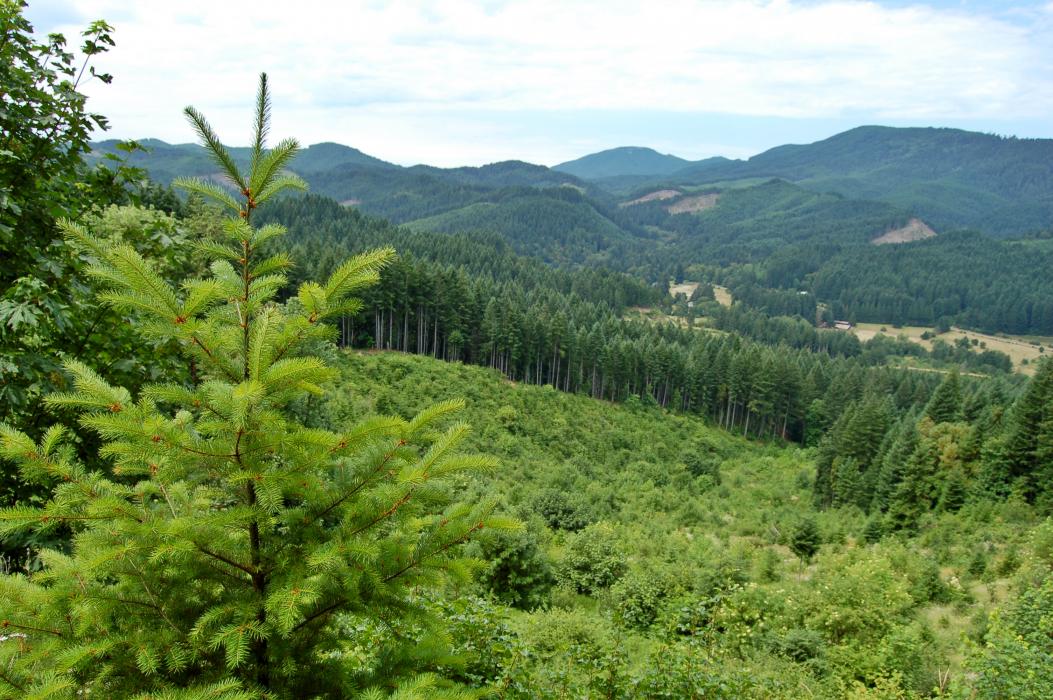 Landscape diversity in a western Douglas-fir working forest 