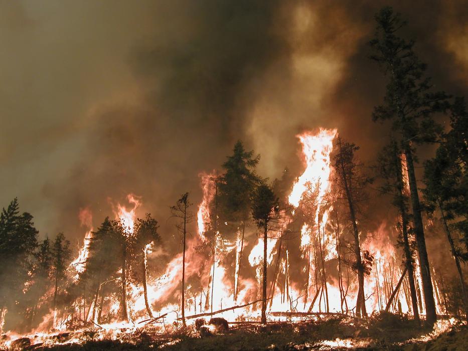 Crown fires are particularly difficult to fight