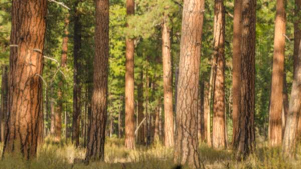 Ponderosa