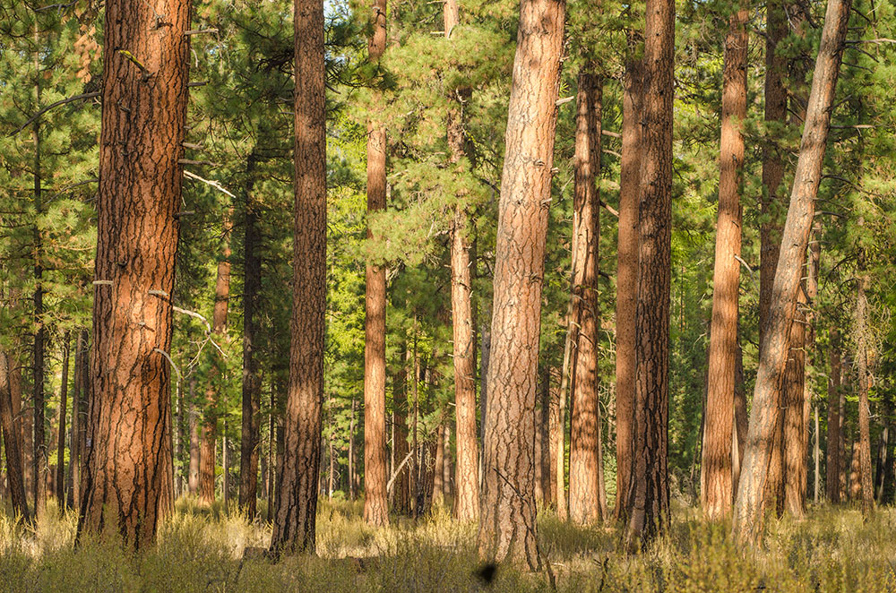 Ponderosa bark