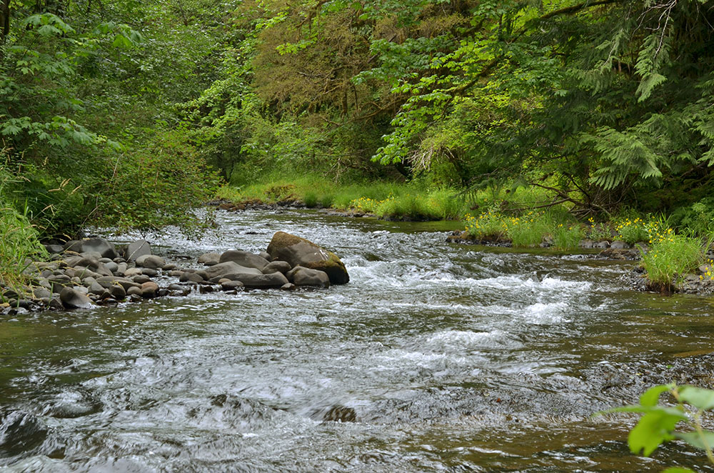 Riparian zone