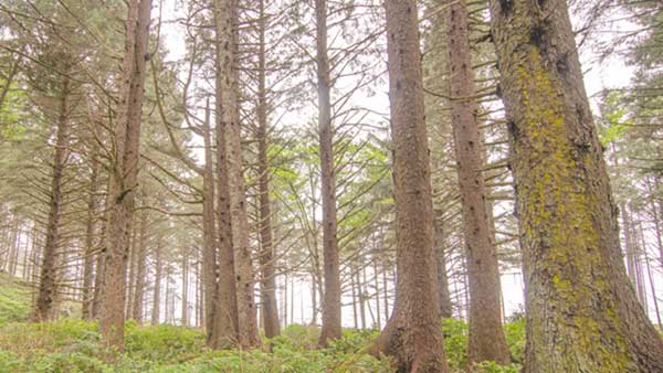 Spruce