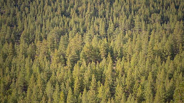 Treecover