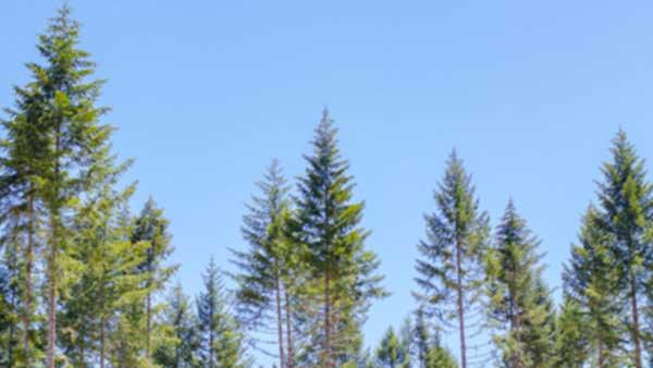 Treeline