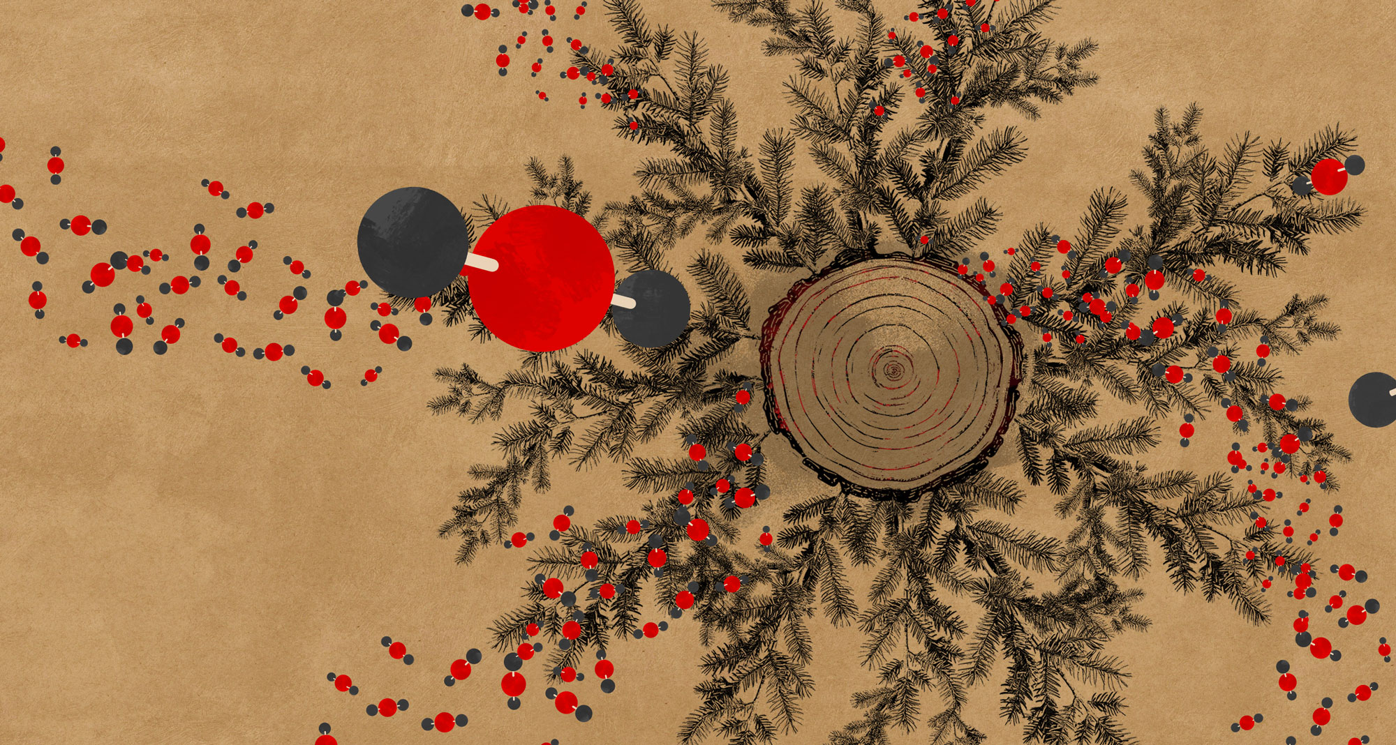 Illustration of Douglas-fir absorbing carbon dioxide