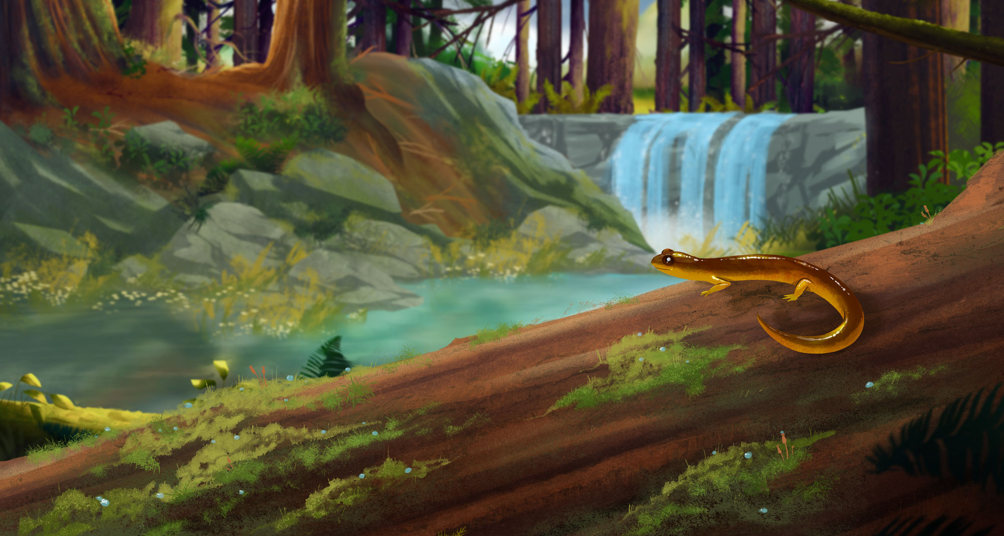 Illustration of a Columbia torrent salamander near a stream