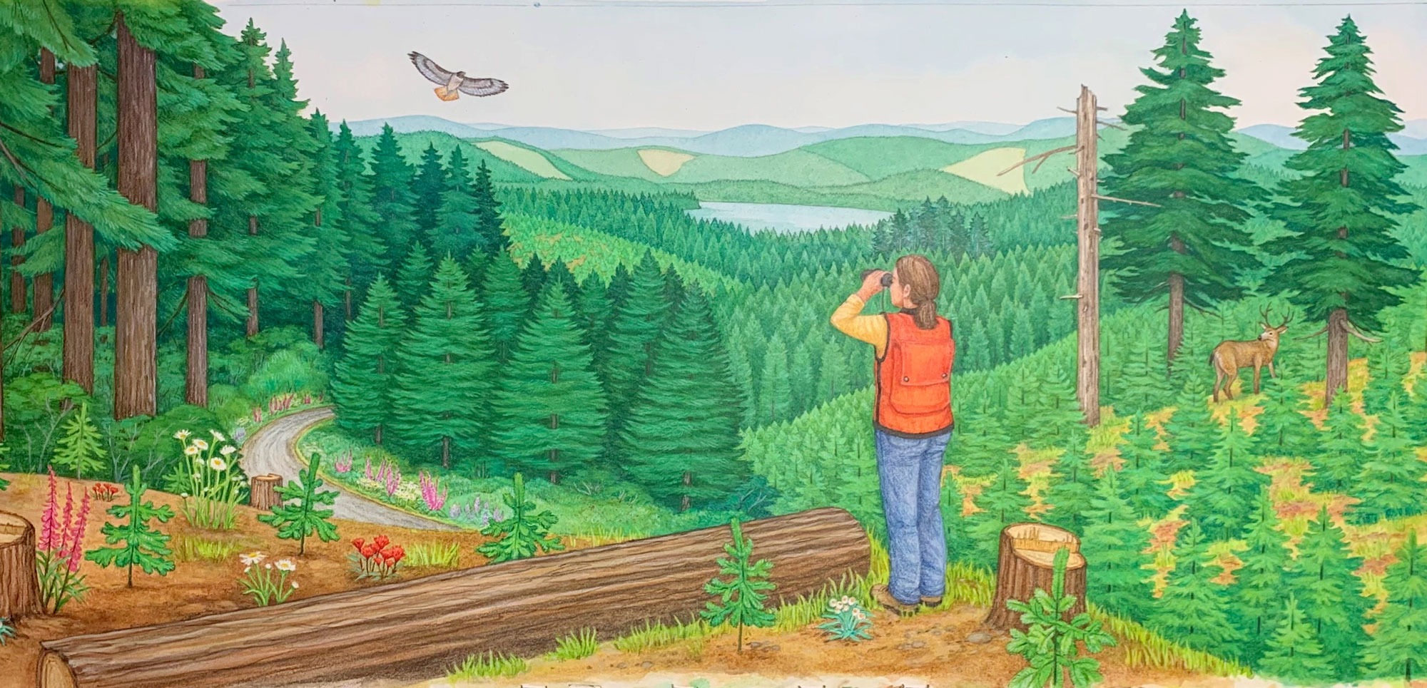 illustration of a working forest with biologist survey