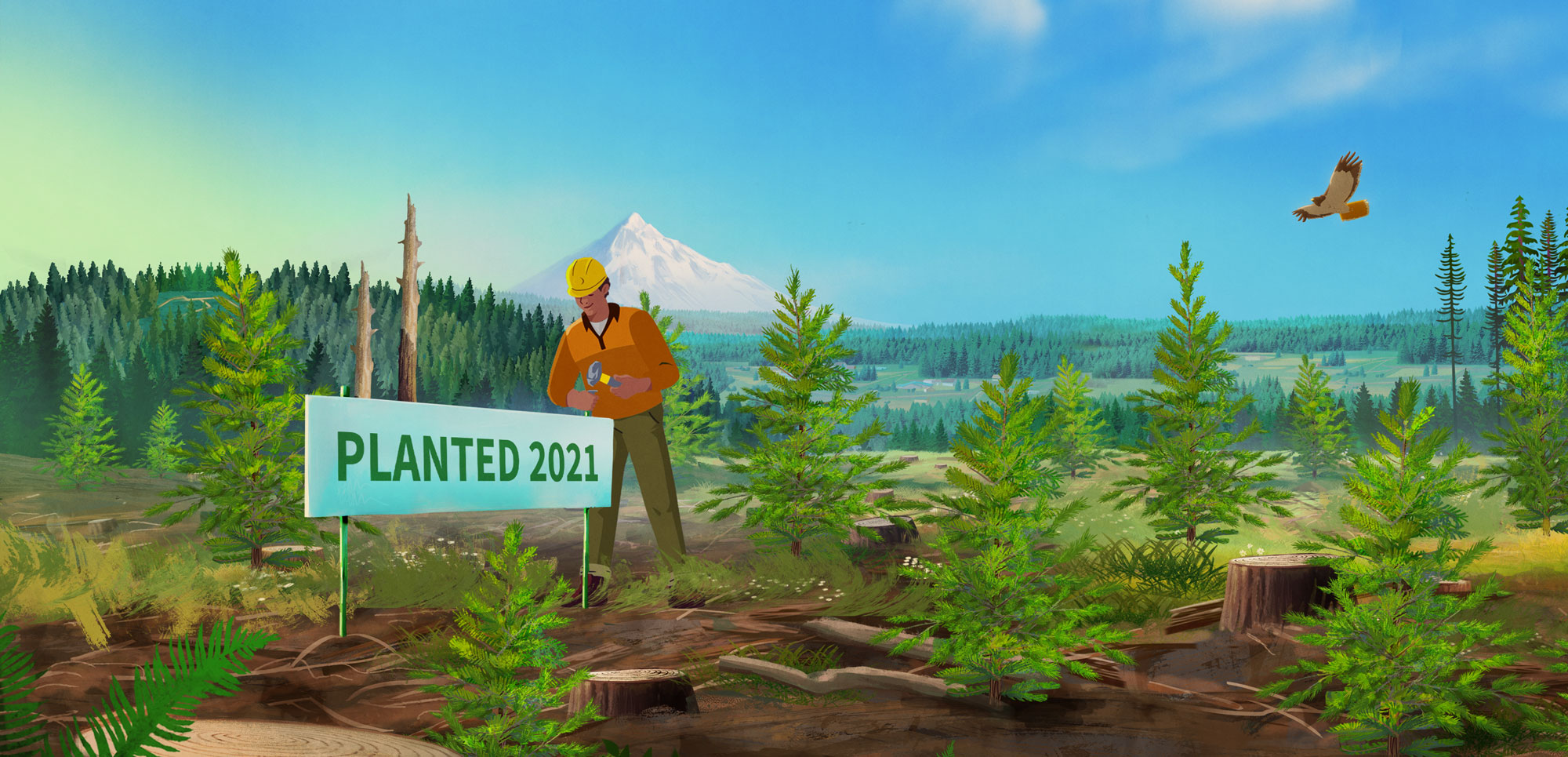 Sustainable forest management illustration