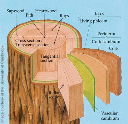 Diagram of a tree