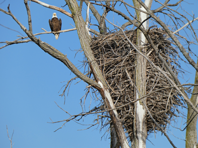 Bald eagle sitting on tree branch next to large nest