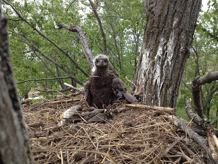 Eagle chick in nest