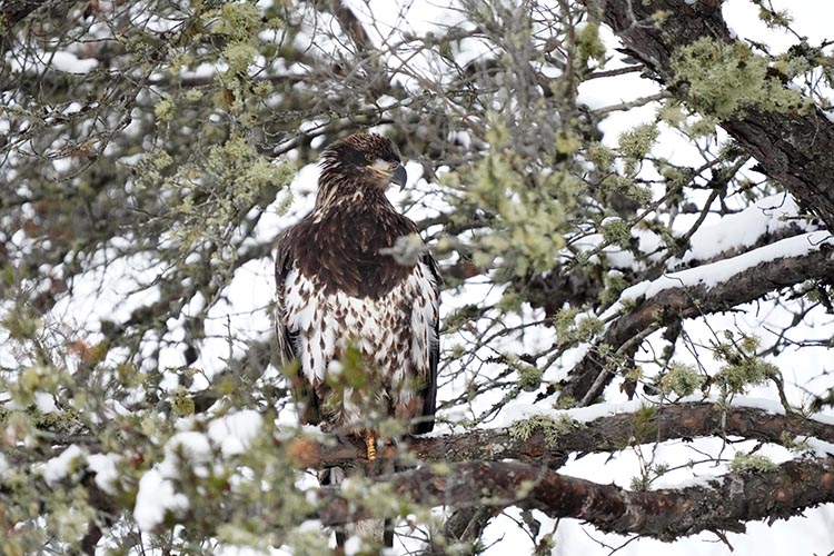 Immature bald eagle sitting in tree