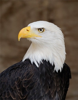 Haliaeetus leucocephalus