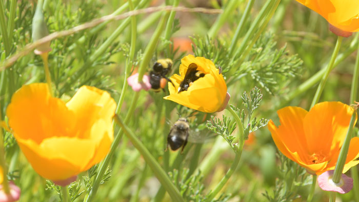 Native bumblebees gather around California poppies planted after a recent logging opperation