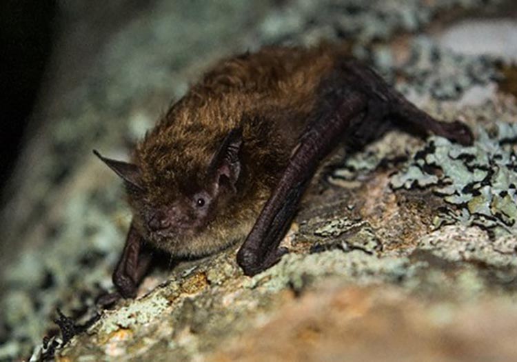 A little brown bat on a rock.