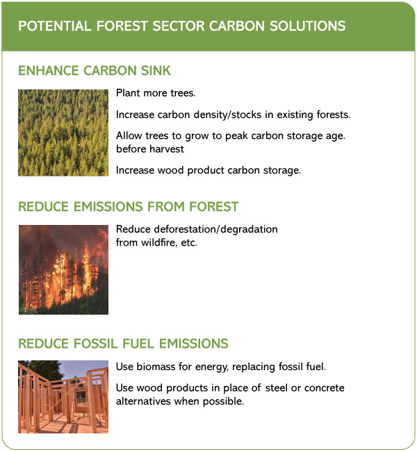 Potential forest sector carbon solutions