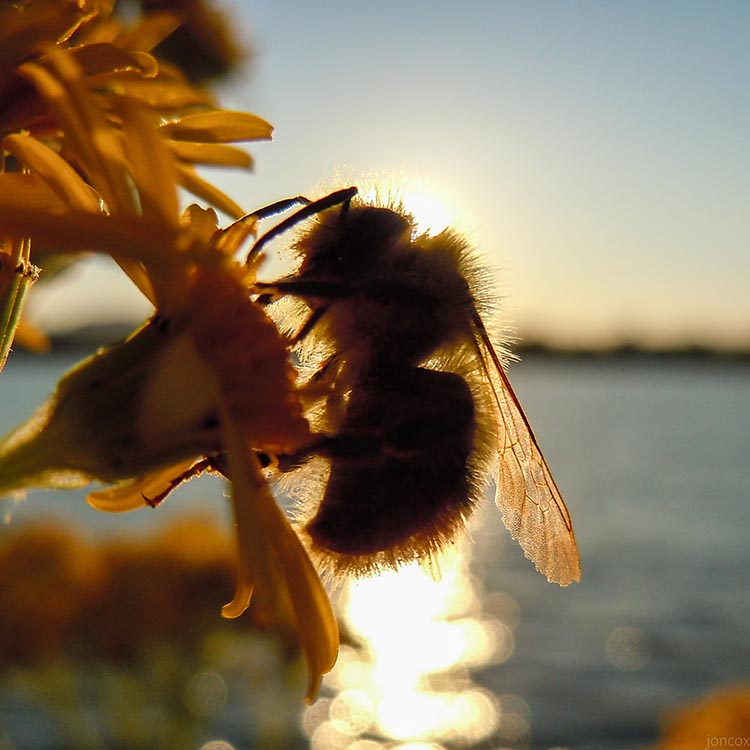 Bee on flower at sunset.