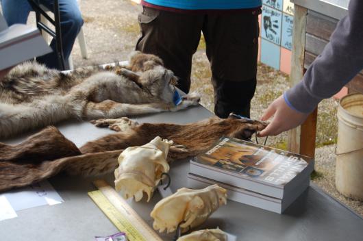 Wildlife station with animal pelts and skulls. 