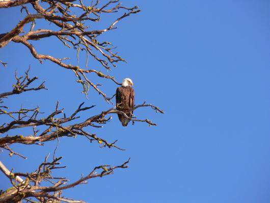 Bald eagle perched in a tree.