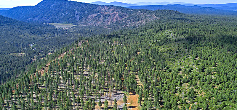 Green Diamond forest land