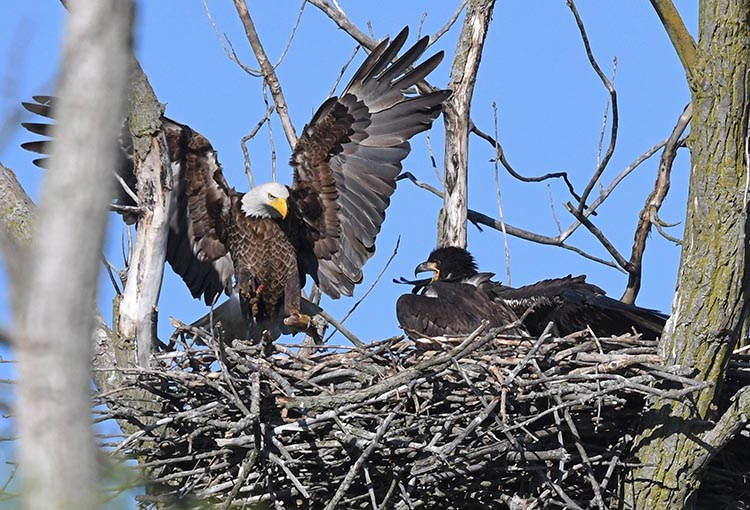 bald eagle flying onto nest with chick