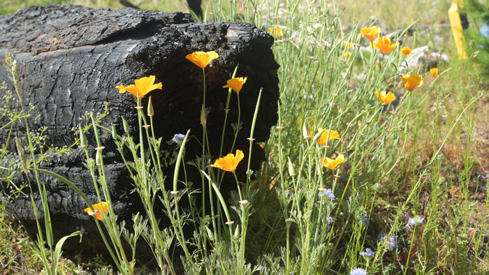 Wildflowers near a logging slash pile