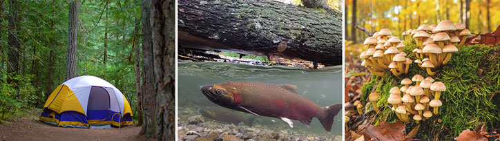 non-timber economic drivers in Oregon's forests