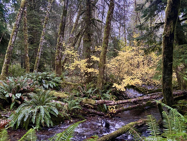 Forest stream with fall colors. 