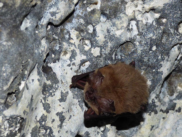 A little brown bat clinging to a rock wall.