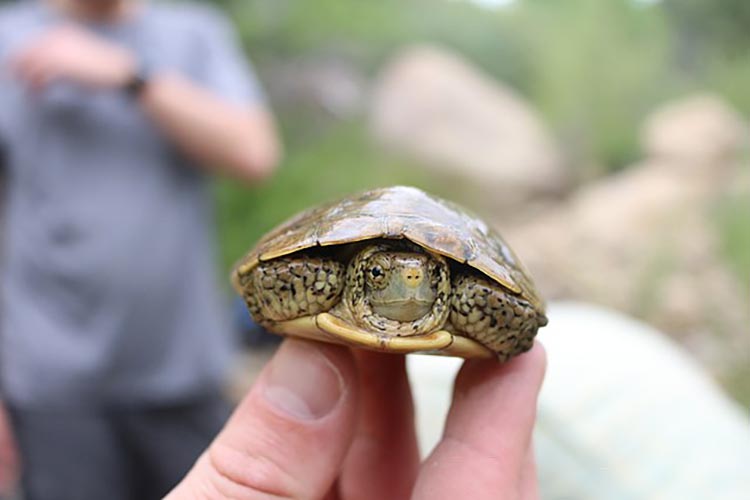 Hand holding a pond turtle hatchling. 
