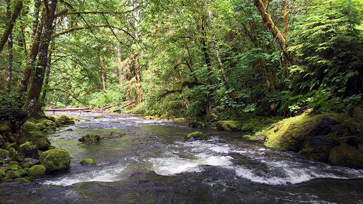 Forest stream.