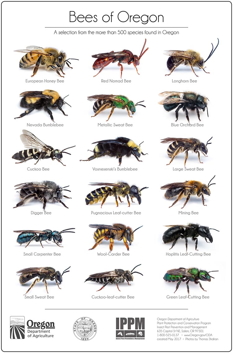 Bees of Oregon poster with photos of native bee species.